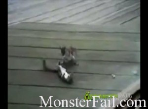 3 squirrels box each other mma style fight between two squirrels
