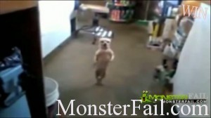 Very funny dog dancing. mexican drug cartel dog trained to dance.