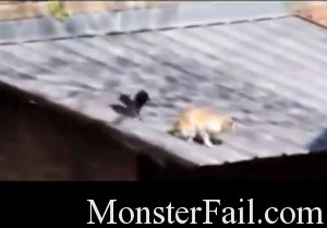 Epic Troll Crow Starts fight between two cats this crow knws how to start a fight